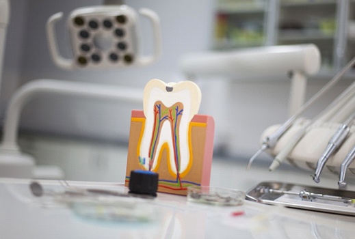 a model of the inside of a mouth sitting on a counter in a dentist’s office